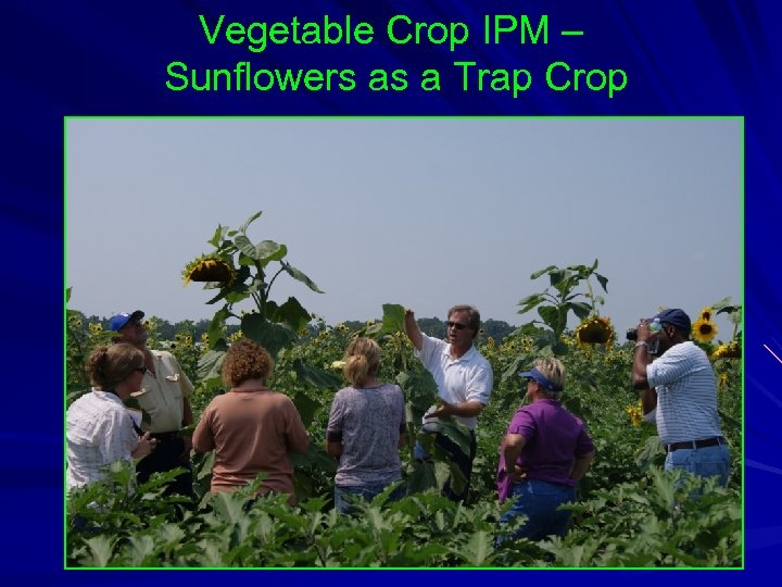Vegetable Crop IPM – Sunflowers as a Trap Crop 