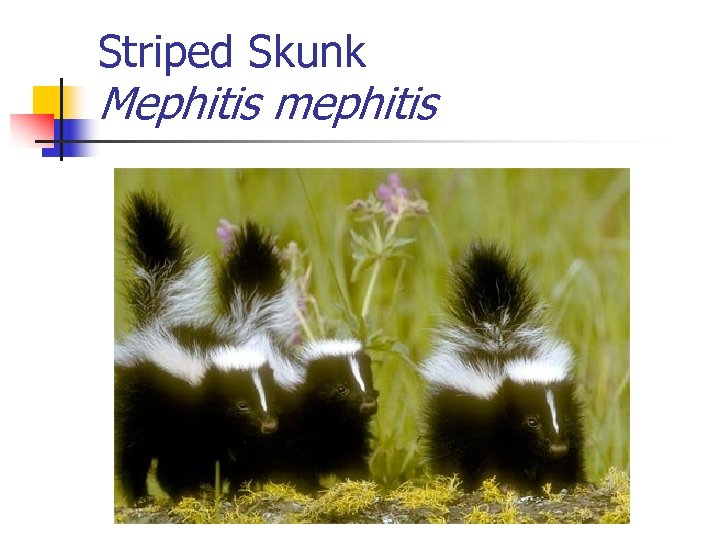 Striped Skunk Mephitis mephitis 