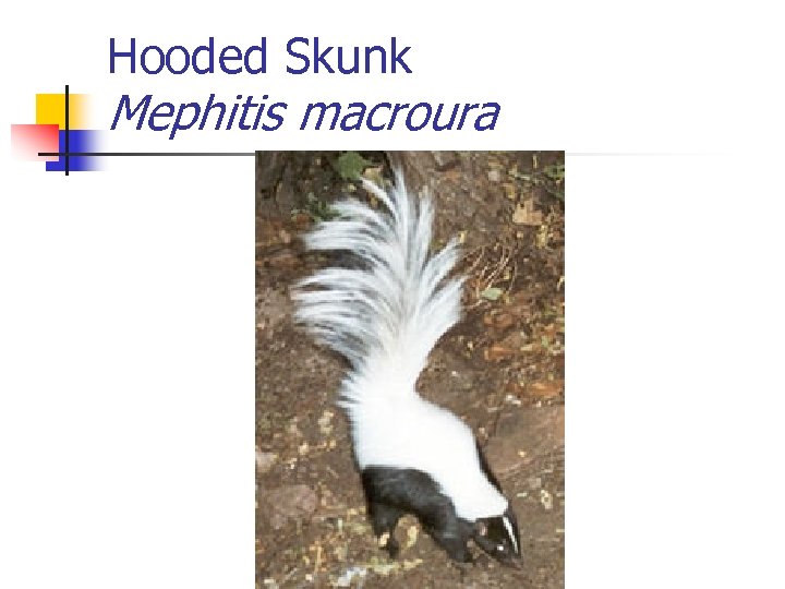 Hooded Skunk Mephitis macroura 
