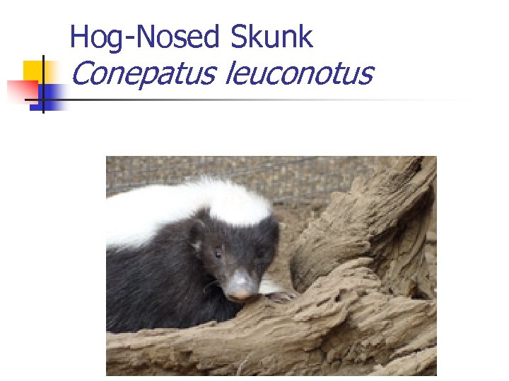 Hog-Nosed Skunk Conepatus leuconotus 