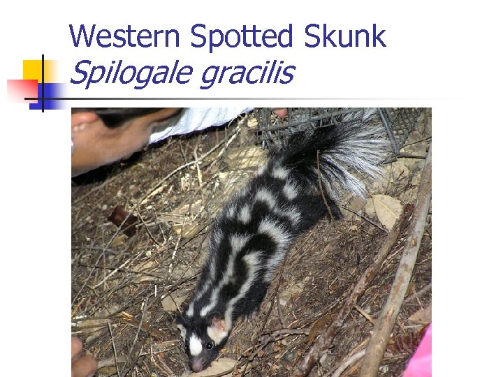 Western Spotted Skunk Spilogale gracilis 