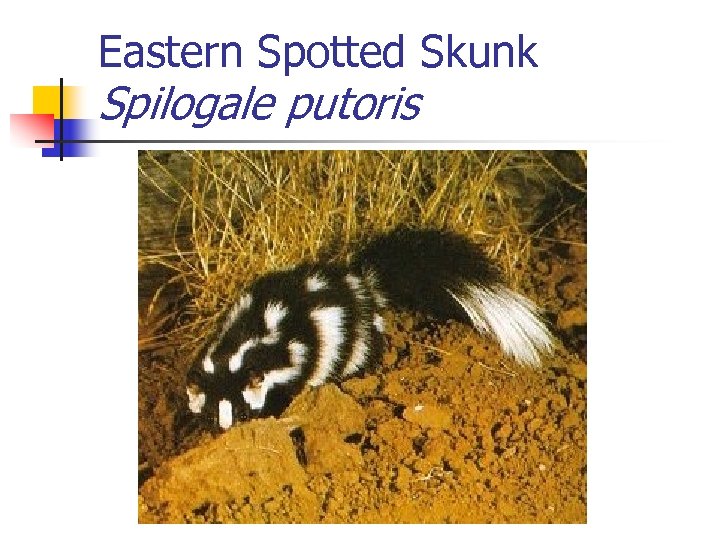 Eastern Spotted Skunk Spilogale putoris 