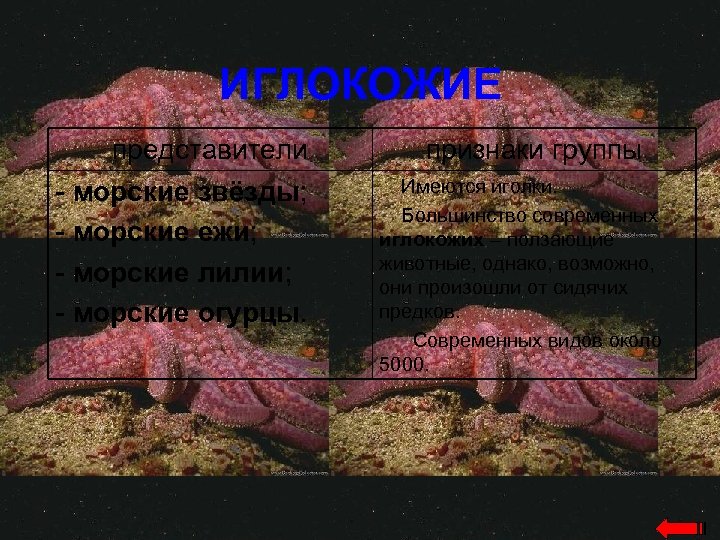ИГЛОКОЖИЕ представители - морские звёзды; - морские ежи; - морские лилии; - морские огурцы.