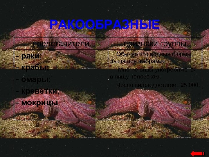 РАКООБРАЗНЫЕ представители - раки; - крабы; - омары; - креветки; - мокрицы. признаки группы