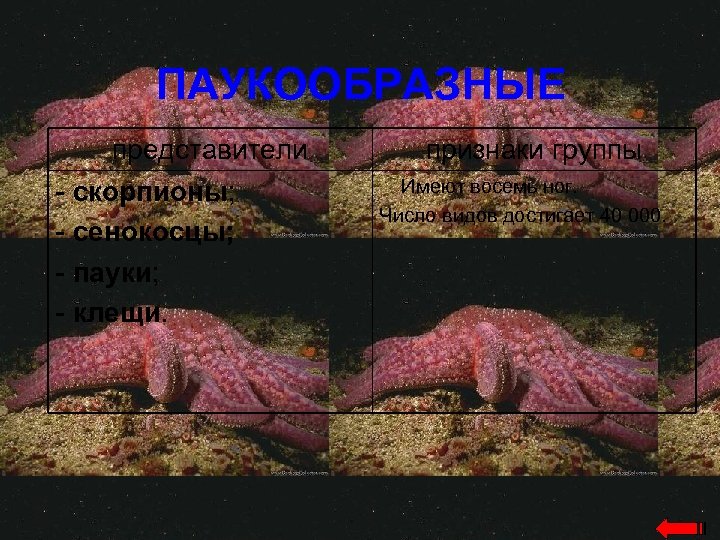 ПАУКООБРАЗНЫЕ представители - скорпионы; - сенокосцы; - пауки; - клещи. признаки группы Имеют восемь