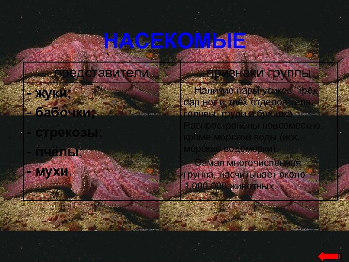 НАСЕКОМЫЕ представители - жуки; - бабочки; - стрекозы; - пчёлы; - мухи. признаки группы