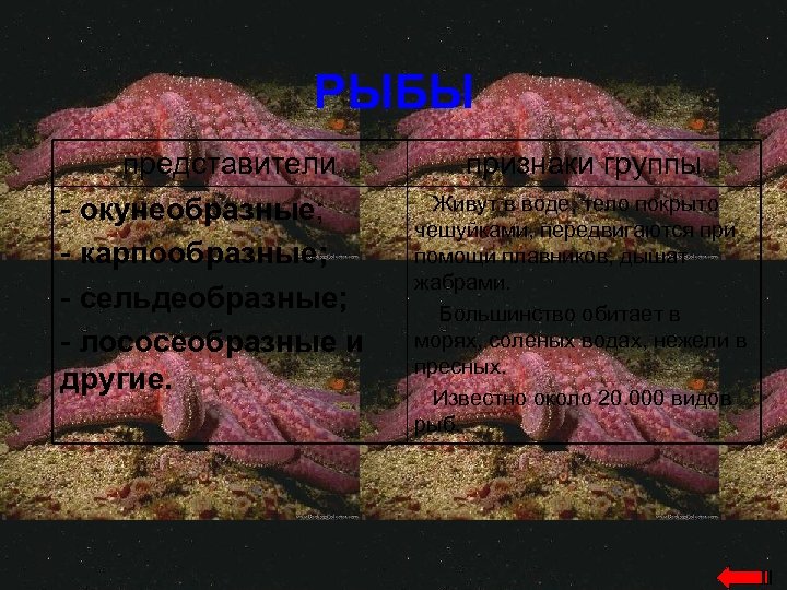 РЫБЫ представители - окунеобразные; - карпообразные; - сельдеобразные; - лососеобразные и другие. признаки группы