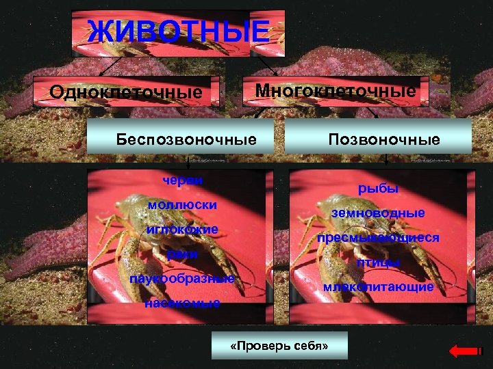 ЖИВОТНЫЕ Многоклеточные Одноклеточные Беспозвоночные Позвоночные черви рыбы моллюски земноводные иглокожие пресмыкающиеся раки птицы паукообразные