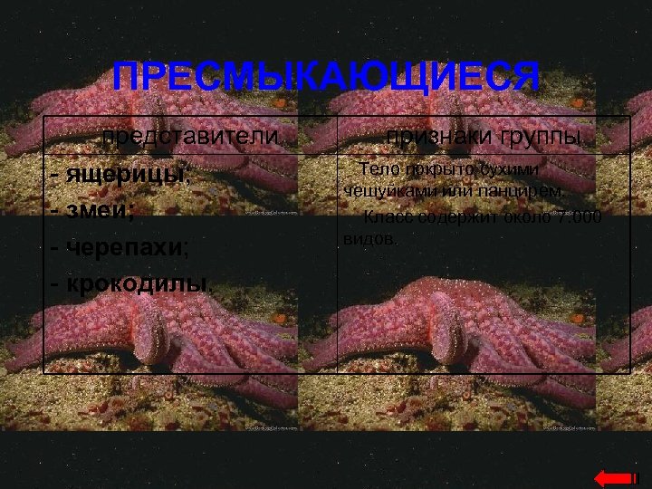 ПРЕСМЫКАЮЩИЕСЯ представители - ящерицы; - змеи; - черепахи; - крокодилы. признаки группы Тело покрыто