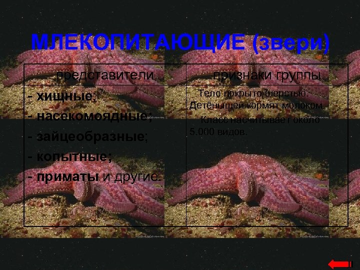 МЛЕКОПИТАЮЩИЕ (звери) представители - хищные; - насекомоядные; - зайцеобразные; - копытные; - приматы и