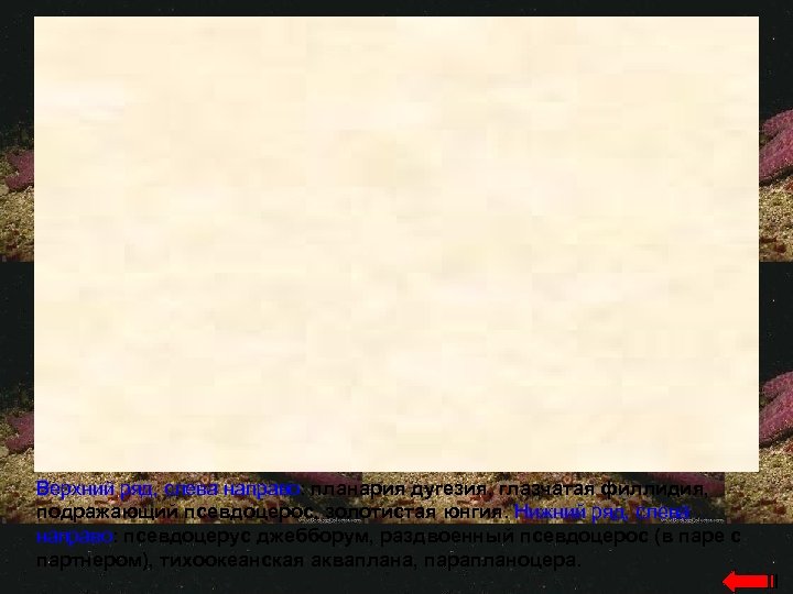 Верхний ряд, слева направо: планария дугезия, глазчатая филлидия, подражающий псевдоцерос, золотистая юнгия. Нижний ряд,