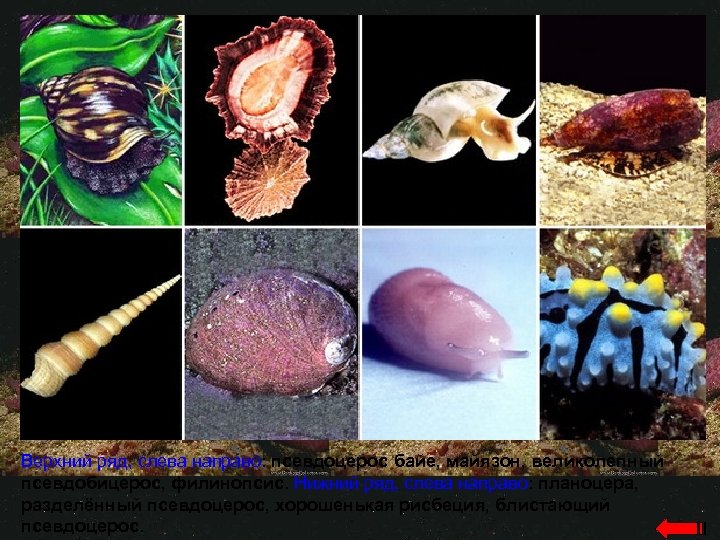 Верхний ряд, слева направо: псевдоцерос байе, майязон, великолепный псевдобицерос, филинопсис. Нижний ряд, слева направо: