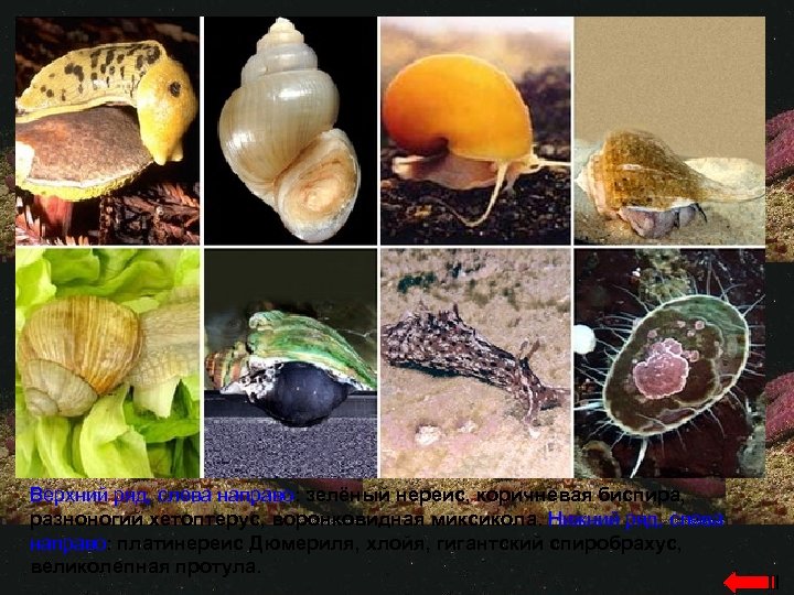 Верхний ряд, слева направо: зелёный нереис, коричневая биспира, разноногий хетоптерус, воронковидная миксикола. Нижний ряд,