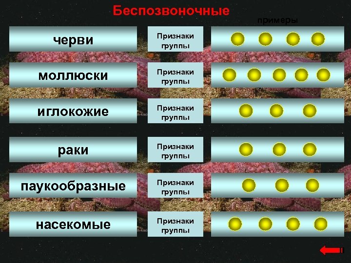 Беспозвоночные черви Признаки группы моллюски Признаки группы иглокожие Признаки группы раки Признаки группы паукообразные