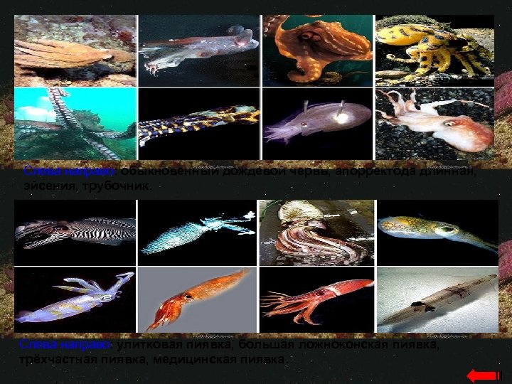 Слева направо: обыкновенный дождевой червь, апорректода длинная, эйсения, трубочник. Слева направо: улитковая пиявка, большая