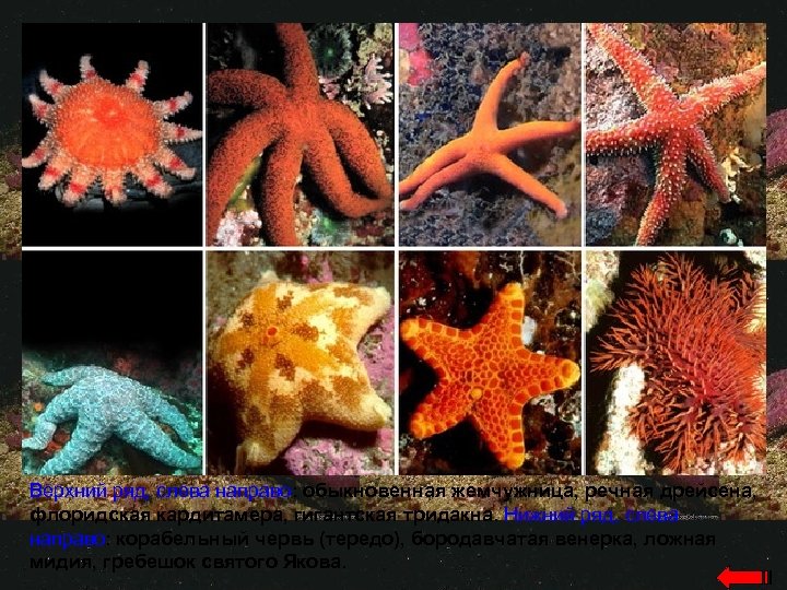 Верхний ряд, слева направо: обыкновенная жемчужница, речная дрейсена, флоридская кардитамера, гигантская тридакна. Нижний ряд,