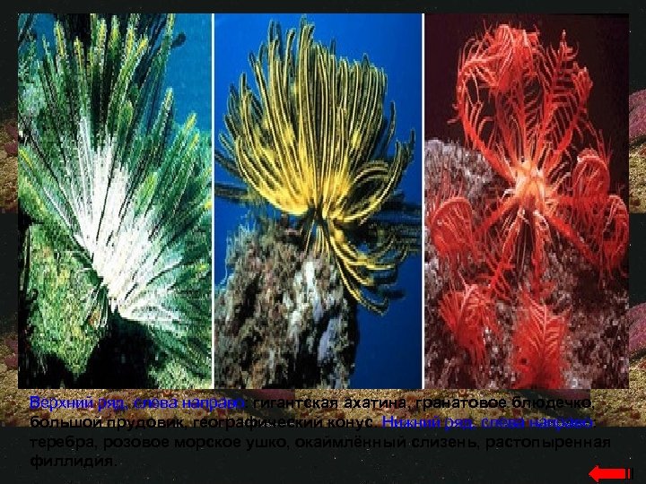 Верхний ряд, слева направо: гигантская ахатина, гранатовое блюдечко, большой прудовик, географический конус. Нижний ряд,