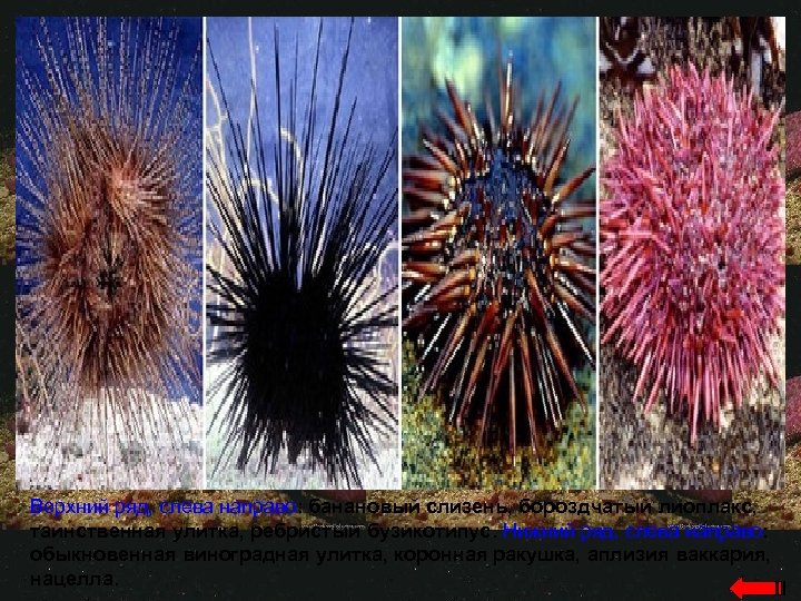 Верхний ряд, слева направо: банановый слизень, бороздчатый лиоплакс, таинственная улитка, ребристый бузикотипус. Нижний ряд,