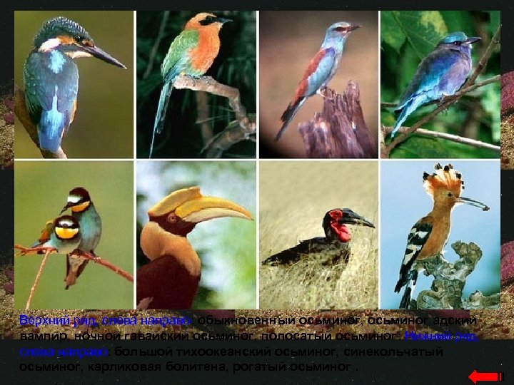 Верхний ряд, слева направо: обыкновенный осьминог, осьминог адский вампир, ночной гавайский осьминог, полосатый осьминог.