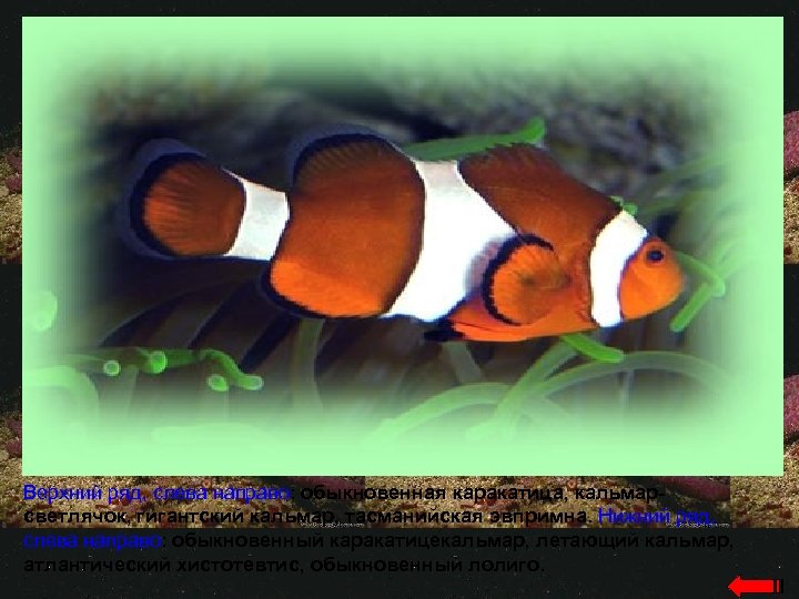 Верхний ряд, слева направо: обыкновенная каракатица, кальмарсветлячок, гигантский кальмар, тасманийская эвпримна. Нижний ряд, слева