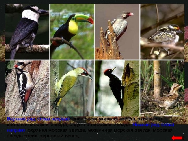 Верхний ряд, слева направо: солнечная морская звезда, эхинастер, кровавая морская звезда, радужная морская звезда.