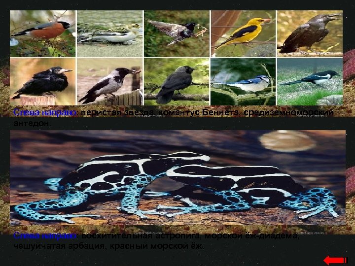 Слева направо: перистая звезда, комантус Беннета, средиземноморский антедон. Слева направо: восхитительная астропига, морской ёж-диадема,