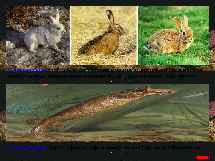 Слева направо: северо-атлантический морской огурец, калифорнийский парастихопус, ананасовый морской огурец, дальневосточный трепанг. Слева направо: