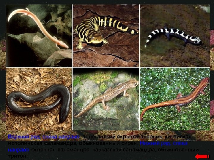 Верхний ряд, слева направо: аллеганский скрытожаберник, китайская исполинская саламандра, обыкновенный сирен. Нижний ряд, слева