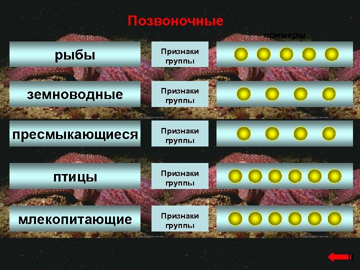 Позвоночные примеры рыбы Признаки группы земноводные Признаки группы пресмыкающиеся Признаки группы птицы Признаки группы