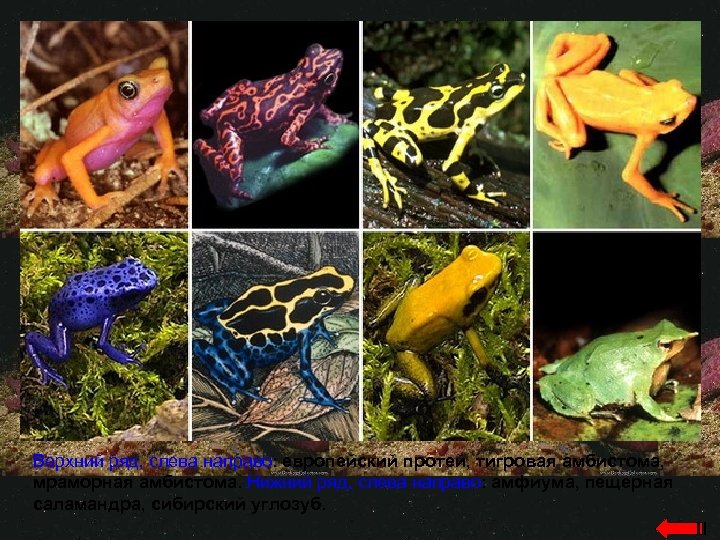 Верхний ряд, слева направо: европейский протей, тигровая амбистома, мраморная амбистома. Нижний ряд, слева направо: