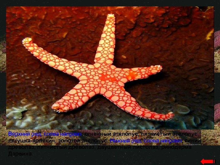 Верхний ряд, слева направо: огненный ателопус, пятнистый ателопус, лягушка-арлекин, золотой ателопус. Нижний ряд, слева