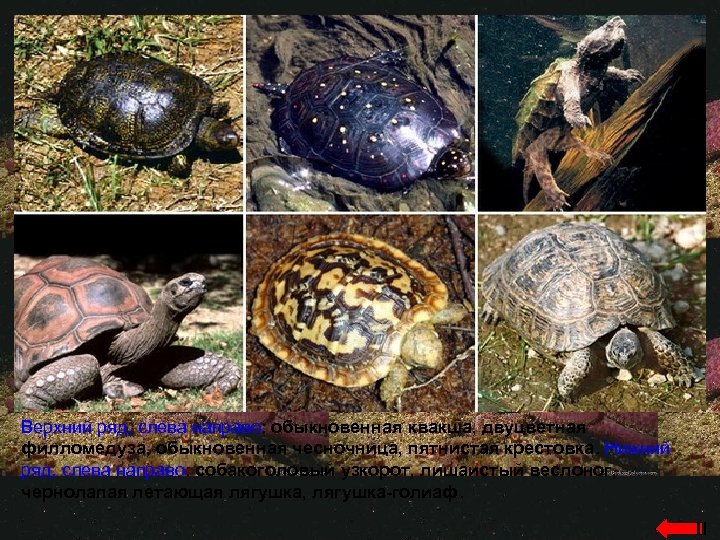 Верхний ряд, слева направо: обыкновенная квакша, двуцветная филломедуза, обыкновенная чесночница, пятнистая крестовка. Нижний ряд,