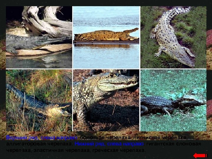 Верхний ряд, слева направо: болотная черепаха, пятнистая черепаха, аллигаторовая черепаха. Нижний ряд, слева направо: