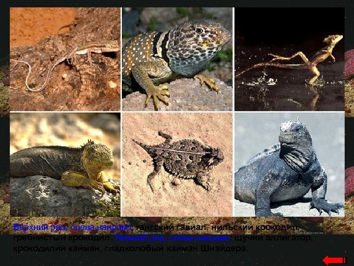 Верхний ряд, слева направо: гангский гавиал, нильский крокодил, гребнистый крокодил. Нижний ряд, слева направо: