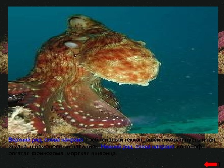 Верхний ряд, слева направо: гребнепалый геккон, ошейниковая пустынная игуана, шлемоносный василиск. Нижний ряд, слева