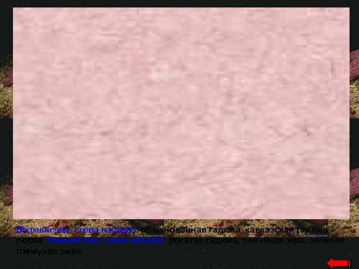 Верхний ряд, слева направо: обыкновенная гадюка, кавказская гадюка, гюрза. Нижний ряд, слева направо: рогатая