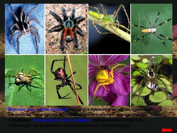 Верхний ряд, слева направо: сольпуга эремобатес, обыкновенный сенокосец, гигантский телифон-мастигопроктус, мексиканский парафрин. Нижний ряд,
