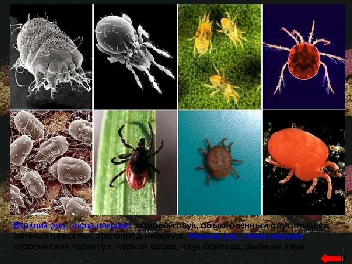 Верхний ряд, слева направо: домовой паук, обыкновенный паук-птицеед, зелёная певцетия, кругопряд-нефрила. Нижний ряд, слева