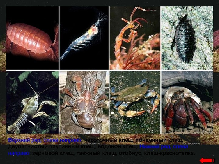 Верхний ряд, слева направо: чесоточный клещ, почвенный клещ, двупятнистый паутинный клещ, водяной клещ. Нижний
