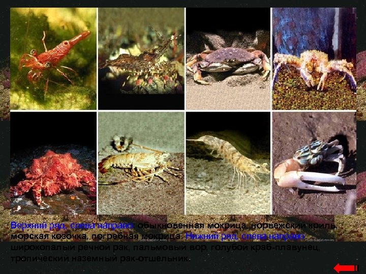 Верхний ряд, слева направо: обыкновенная мокрица, норвежский криль, морская козочка, погребная мокрица. Нижний ряд,