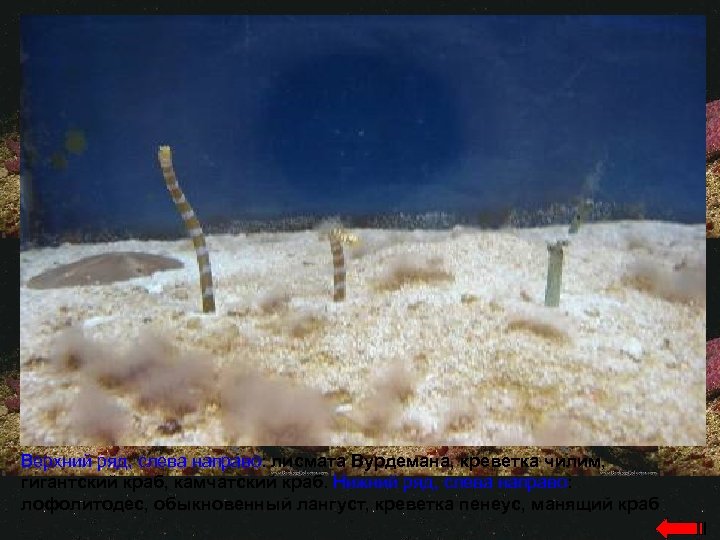 Верхний ряд, слева направо: лисмата Вурдемана, креветка чилим, гигантский краб, камчатский краб. Нижний ряд,