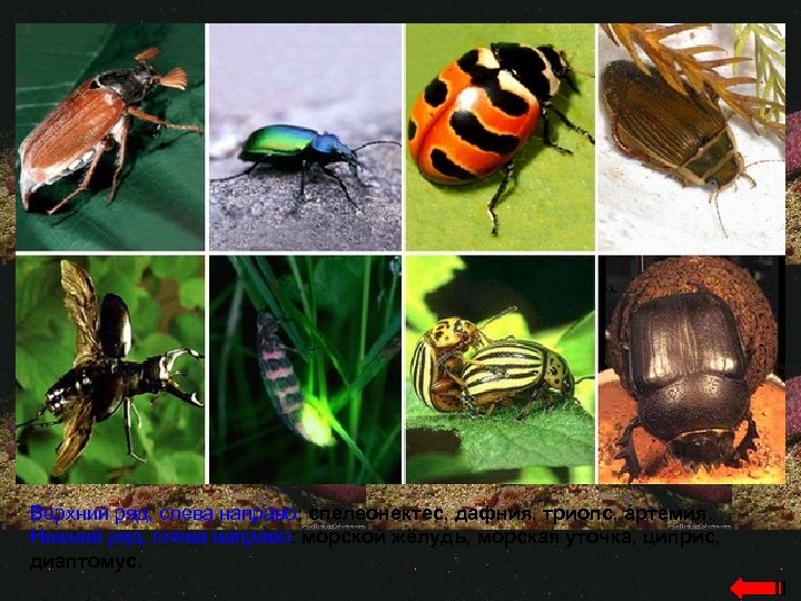Верхний ряд, слева направо: спелеонектес, дафния, триопс, артемия. Нижний ряд, слева направо: морской жёлудь,