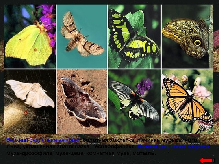 Верхний ряд, слева направо: болотная хохлатка, личинка муравьиного льва, украшенная златоглазка, гесперофилакс. Нижний ряд,