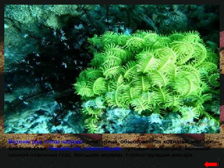 Верхний ряд, слева направо: лимонница, обыкновенная хохлатка, малахит, бабочка-сова. Нижний ряд, слева направо: тутовый