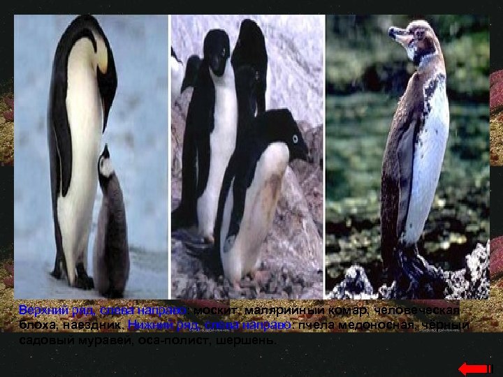 Верхний ряд, слева направо: москит, малярийный комар, человеческая блоха, наездник. Нижний ряд, слева направо: