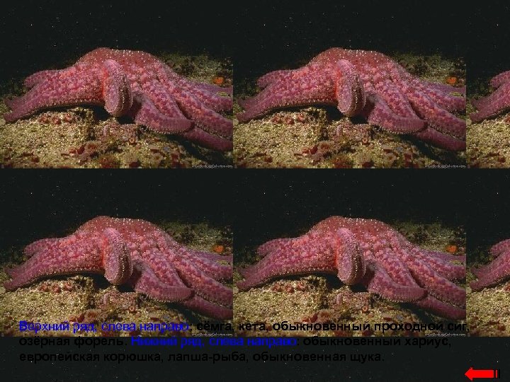 Верхний ряд, слева направо: сёмга, кета, обыкновенный проходной сиг, озёрная форель. Нижний ряд, слева