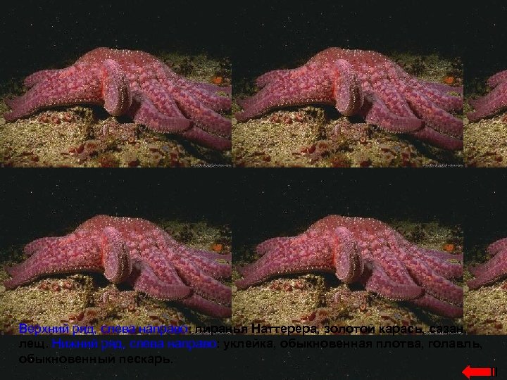 Верхний ряд, слева направо: пиранья Наттерера, золотой карась, сазан, лещ. Нижний ряд, слева направо: