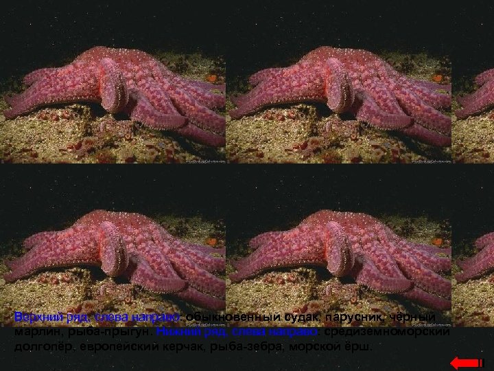Верхний ряд, слева направо: обыкновенный судак, парусник, чёрный марлин, рыба-прыгун. Нижний ряд, слева направо: