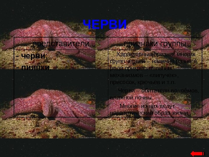 ЧЕРВИ представители - черви; - пиявки. признаки группы Характерный признак многих групп червей –