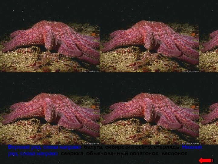 Верхний ряд, слева направо: белуга, сибирский осётр, стерлядь. Нижний ряд, слева направо: севрюга, обыкновенный